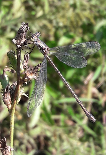 Lestes virens vestalis - kis rablószitakötő