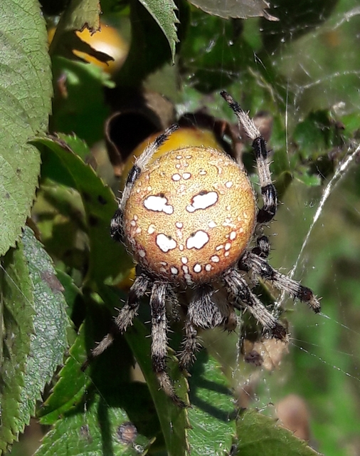 Araneus quadratus - négyes keresztespók