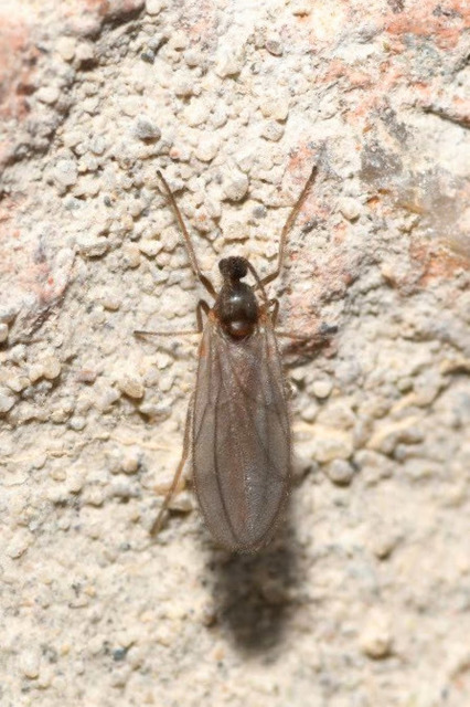 Cecidomyiidae - gubacsszúnyogok