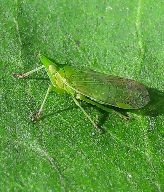 Dictyophara europaea