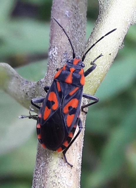 Spilostethus saxatilis - virágbodobács