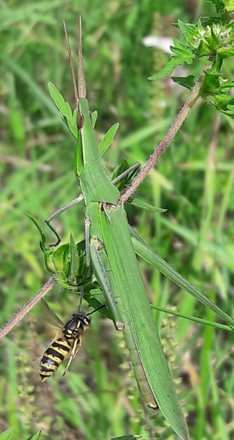 Acrida ungarica - sisakos sáska