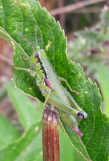 Odontopodisma decipiens - déli hegyisáska