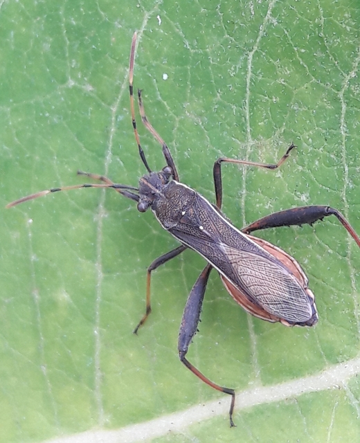 Camptopus lateralis - görbelábú karimáspoloska