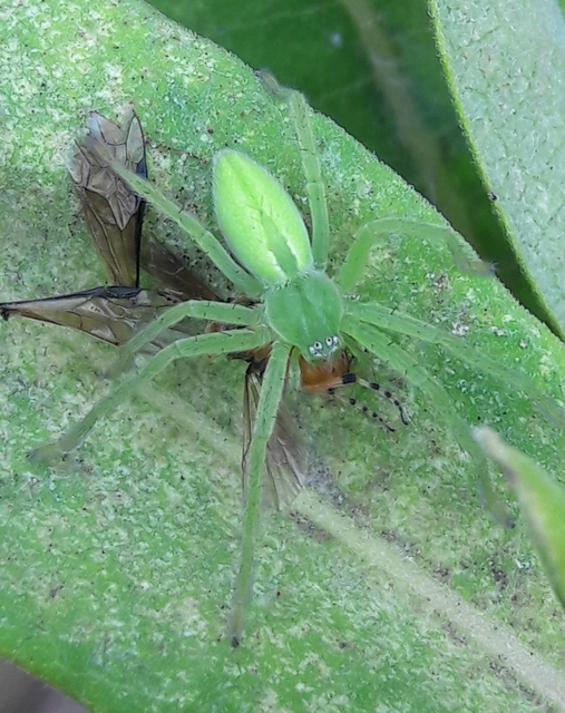 Micrommata virescens - hunyópók