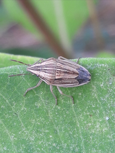 Aelia acuminata - közönséges szipolypoloska Aelia acuminata - közönséges szipolypoloska