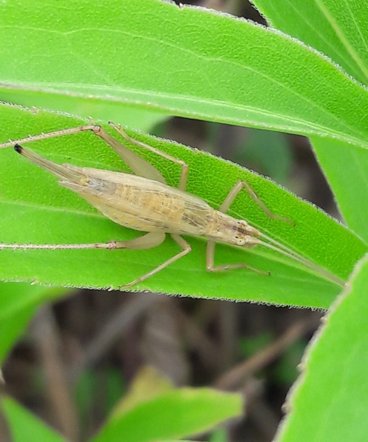 Oecanthus pellucens - pirregőtücsök