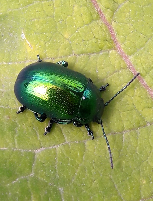 Chrysolina herbacea - zöld mentalevelész