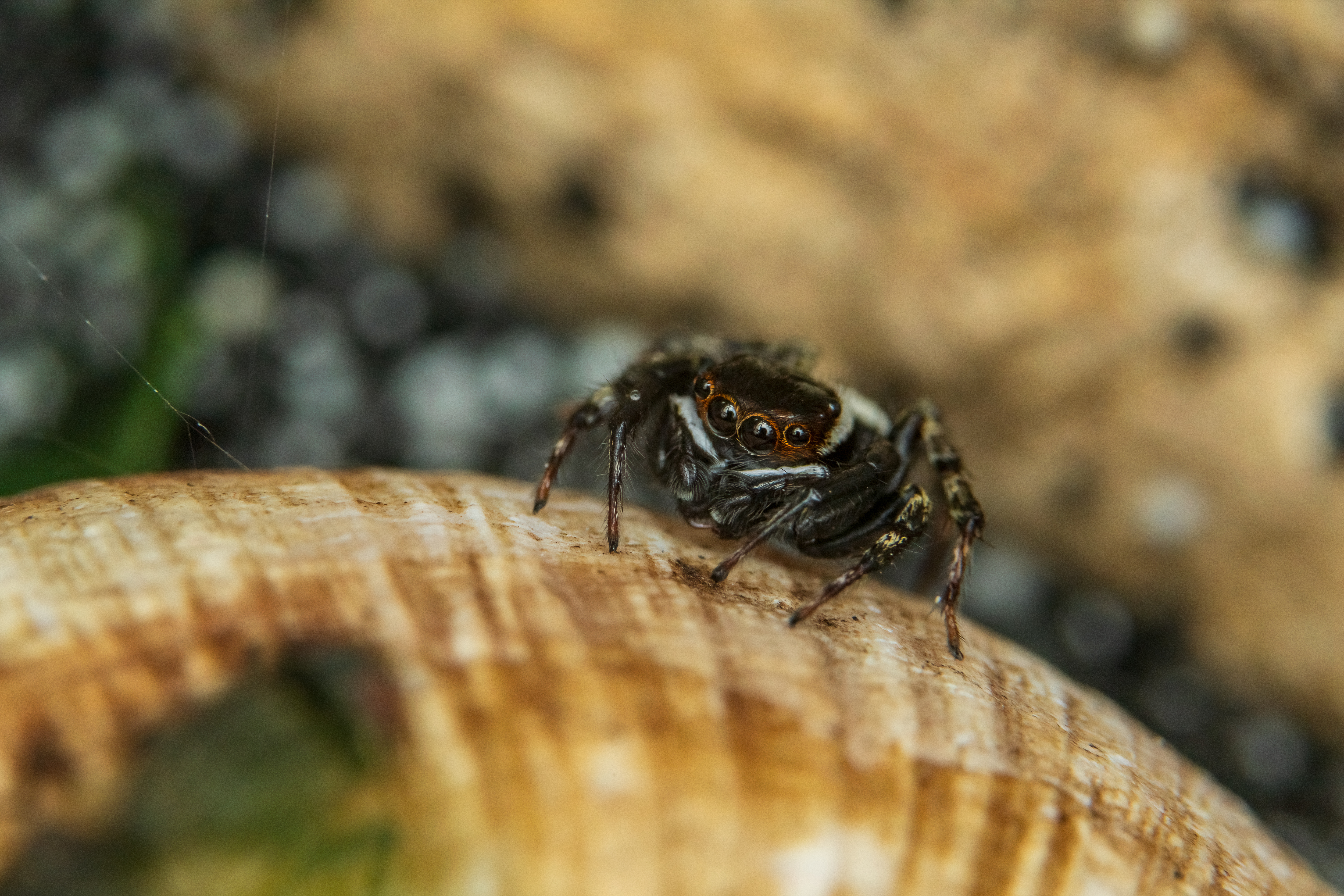 Hasarius adansoni - üvegházi ugrópók