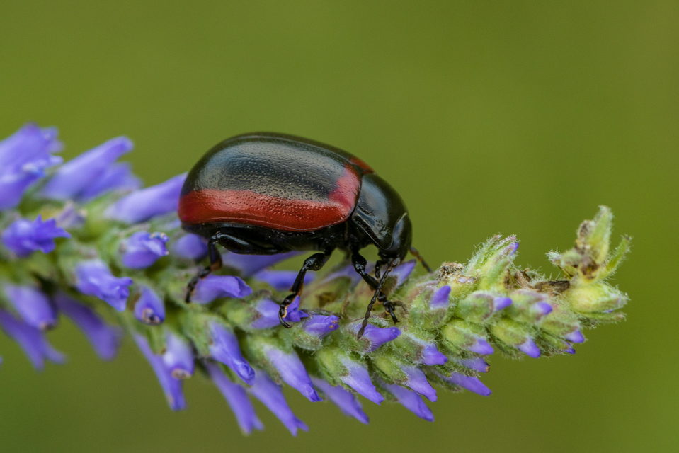 Chrysolina limbata - keretes levélbogár