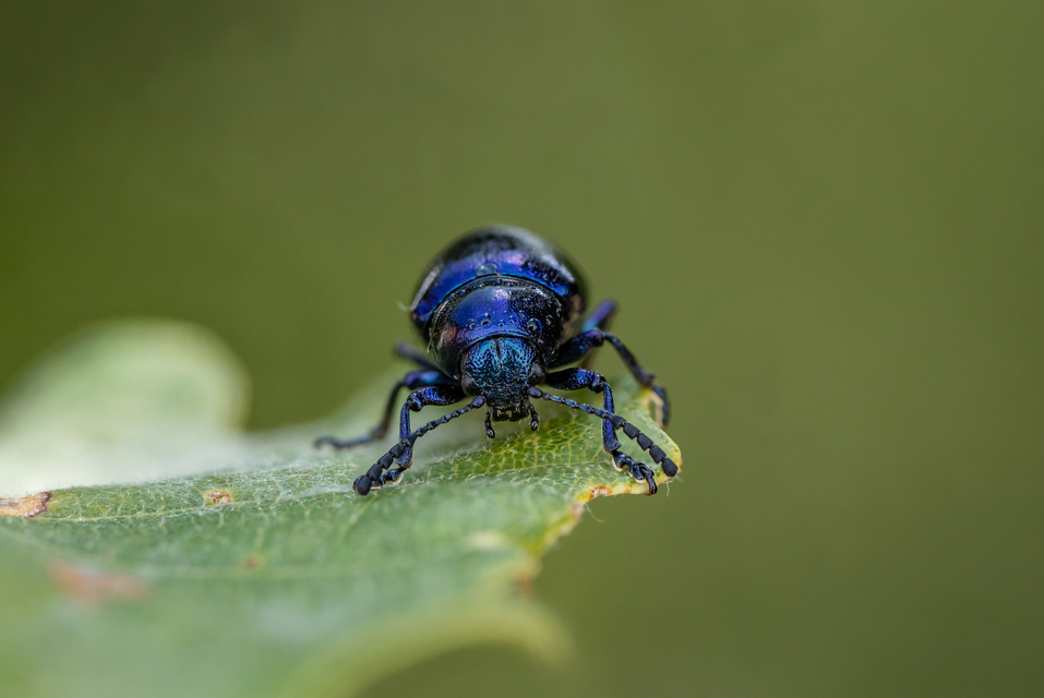 Chrysochus asclepiadeus - tündöklő méreggyiloklevelész