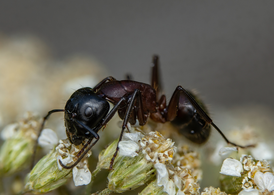 Camponotus ligniperda - faodvasító lóhangya