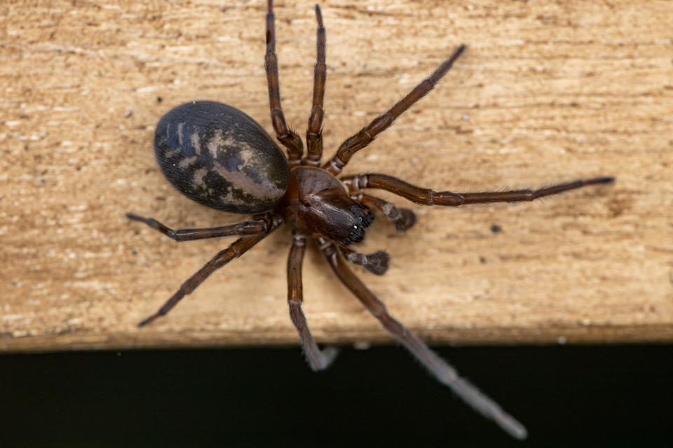 Amaurobius ferox - nagy eretnekpók
