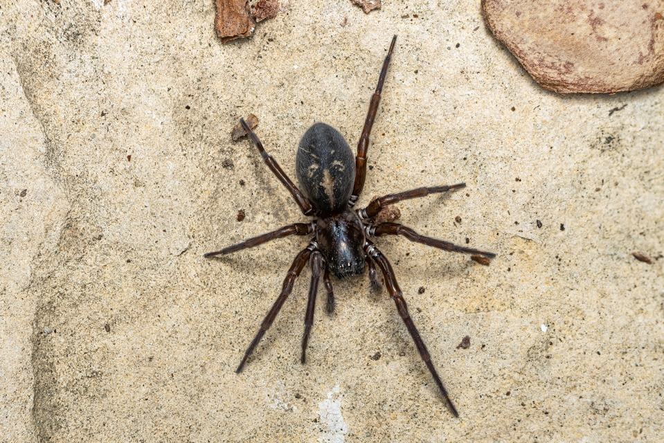 Amaurobius ferox - nagy eretnekpók