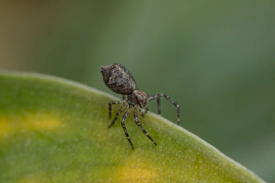 Tmarus piger/stellio