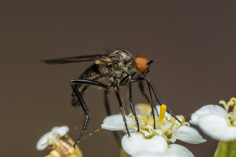 Empis