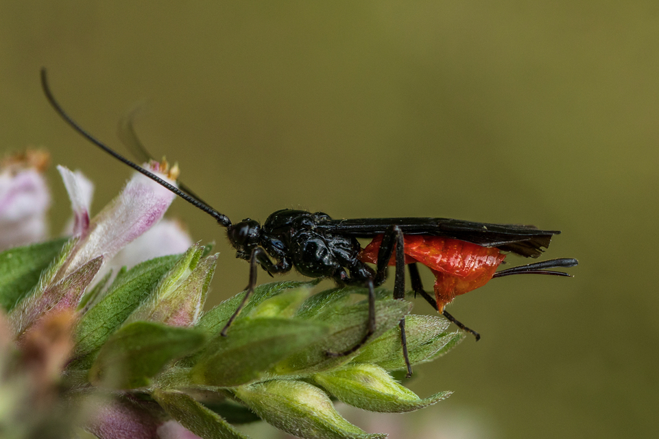 Braconidae - gyilkosfürkészek