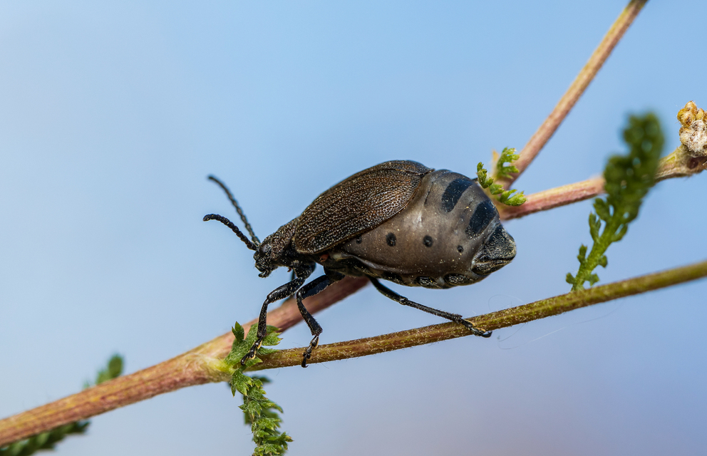 Galeruca pomonae - barna olajosbogár