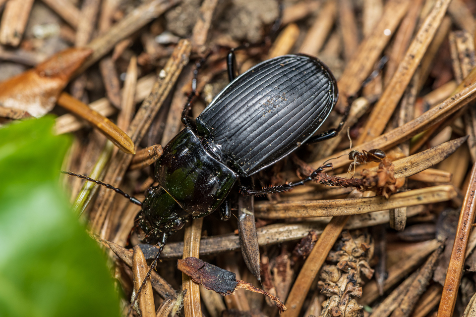 Abax parallelepipedus - félbordás szélesfutó