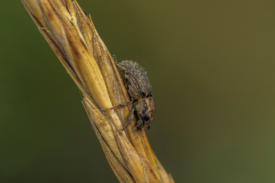 Sitona hispidulus - szőrös csipkézőbogár