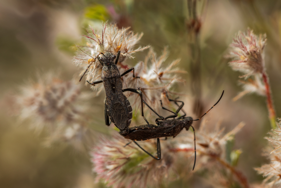 Alydus calcaratus - szőrös tövispoloska