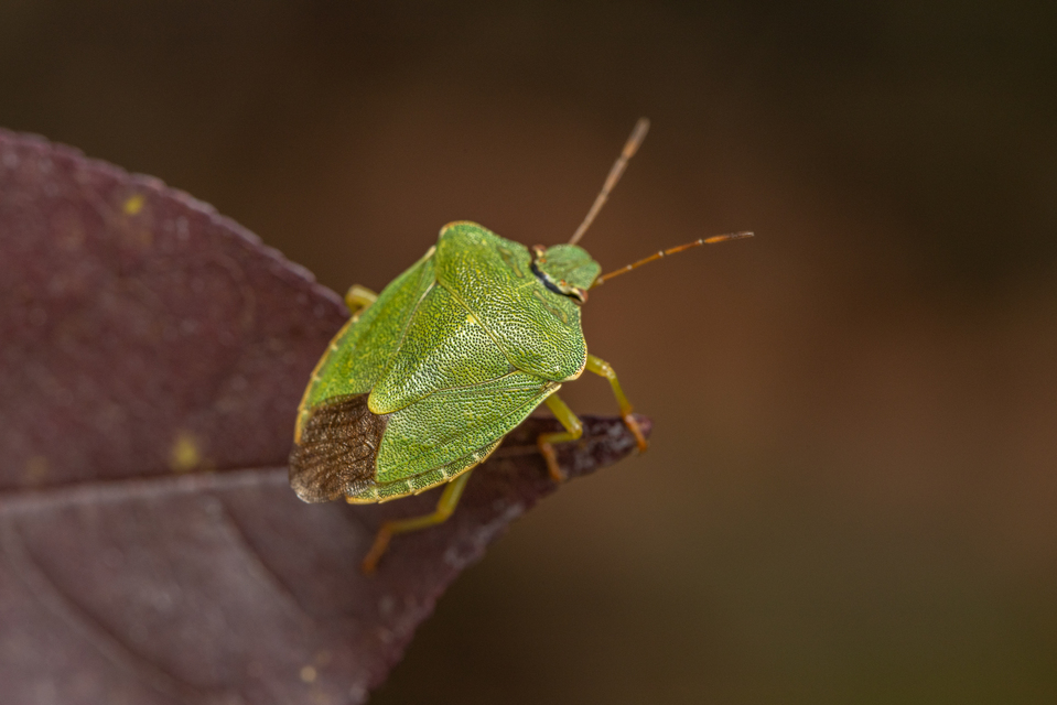 Palomena prasina - zöld bogyómászó-poloska Palomena prasina - zöld bogyómászó-poloska