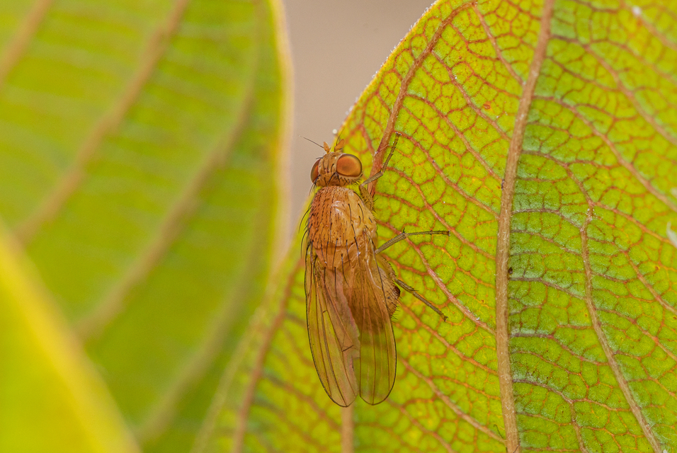 Lauxaniidae - pudvalegyek