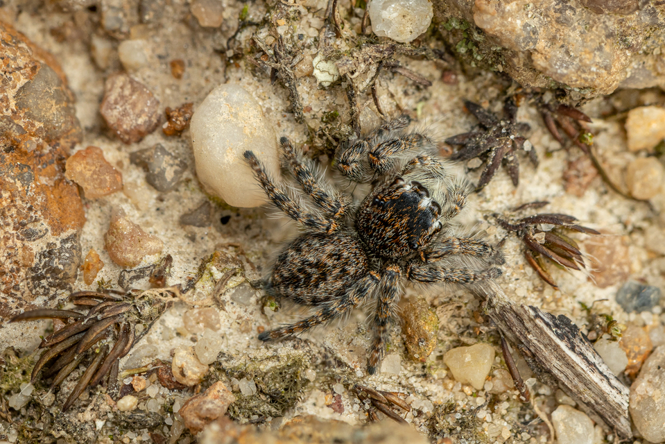 Philaeus chrysops - piros ugrópók