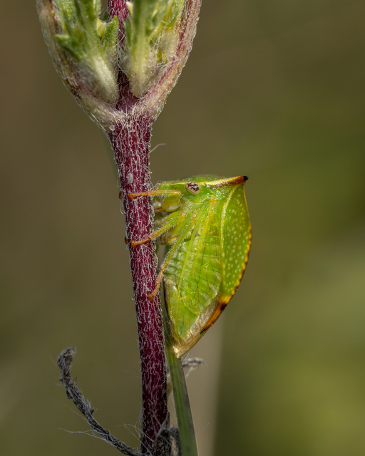 Stictocephala bisonia - bivalykabóca