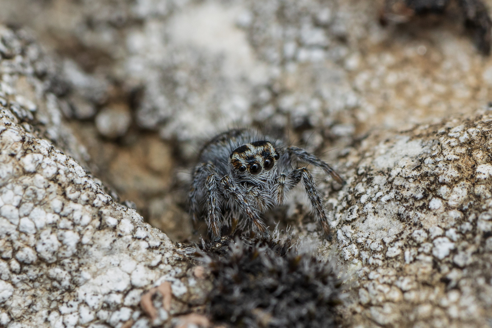 Philaeus chrysops - piros ugrópók