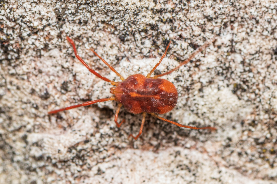 Erythraeidae