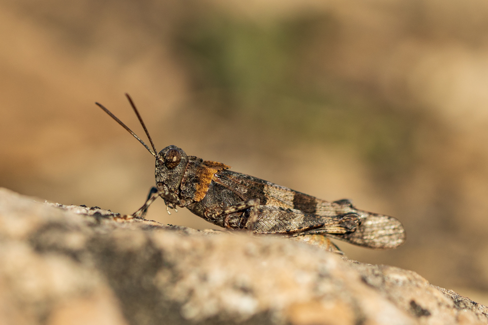 Oedipoda caerulescens - kékszárnyú sáska