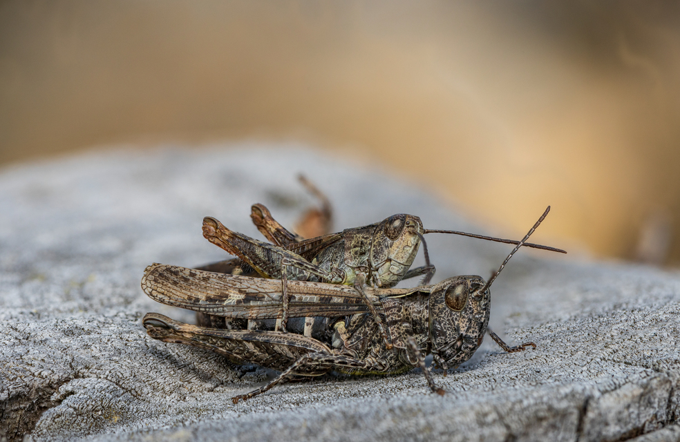 Chorthippus biguttulus - zengő tarlósáska