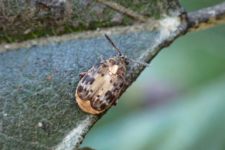 Megabruchidius tonkineus - tarka lepényfazsizsik