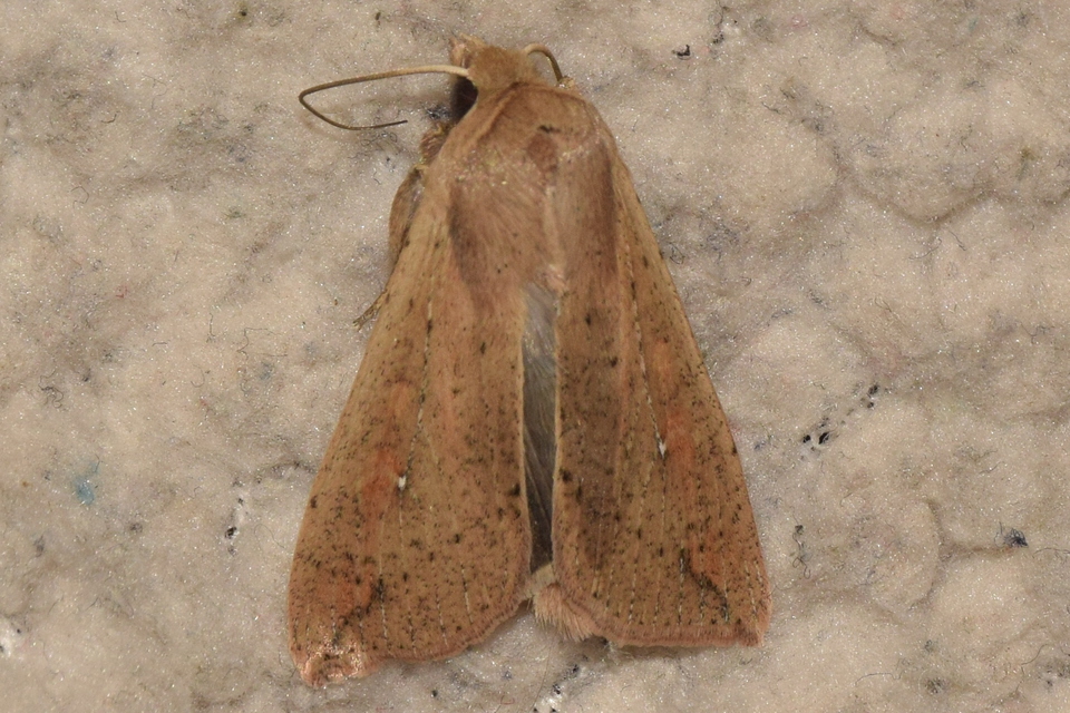 Mythimna unipuncta - hordabagoly