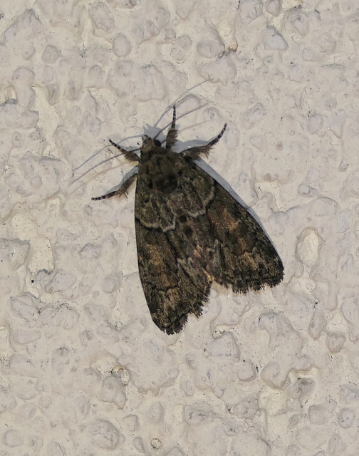 Cryphia fraudatricula - homoki zuzmóbagoly