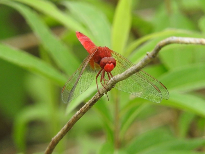 Crocothemis erythraea - skarlát szitakötő
