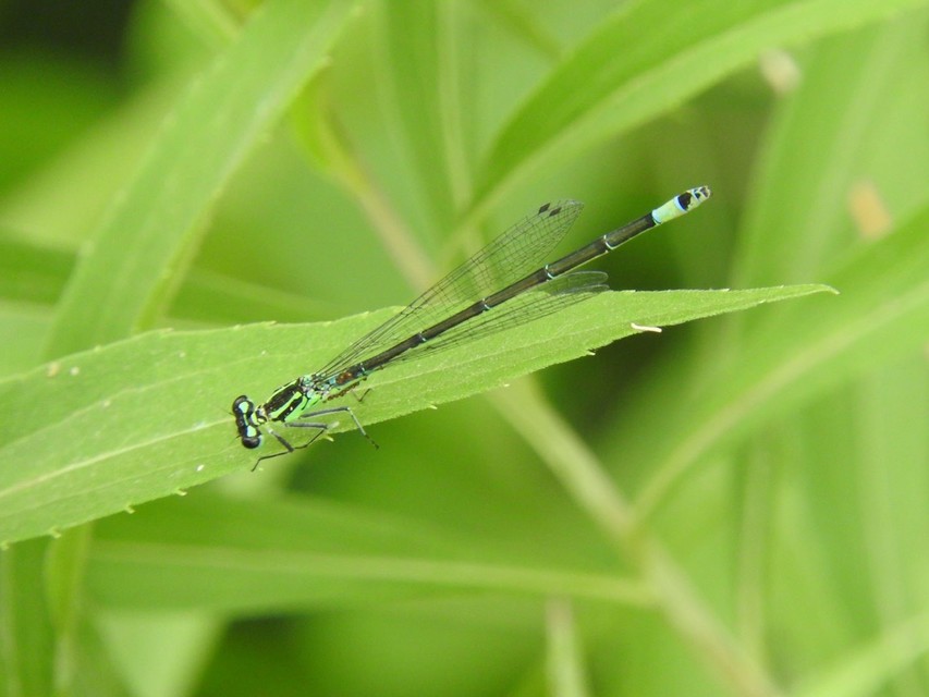 Coenagrion pulchellum - karcsú légivadász