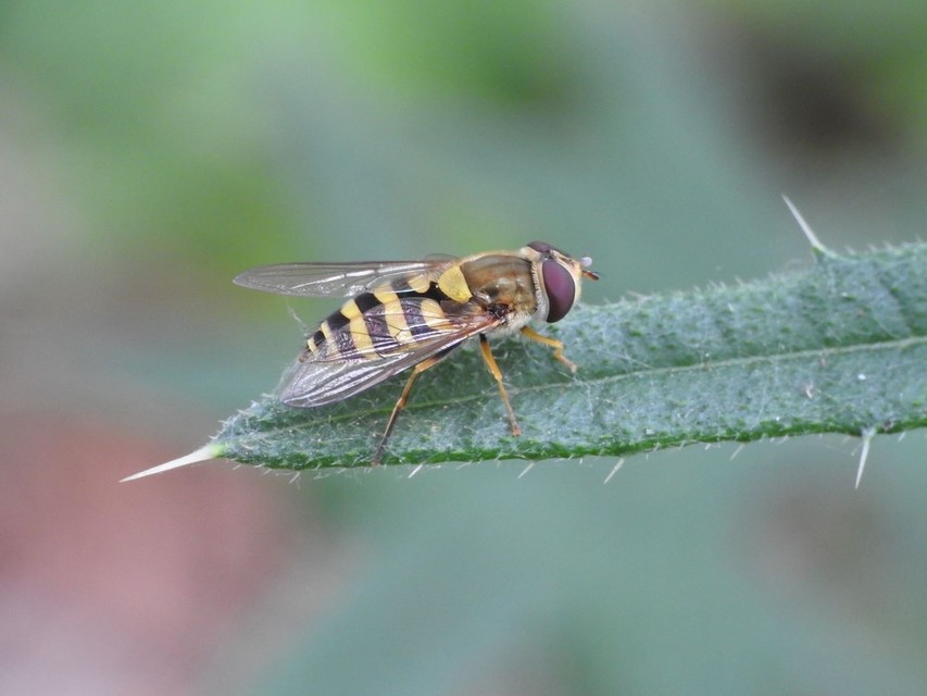 Syrphus