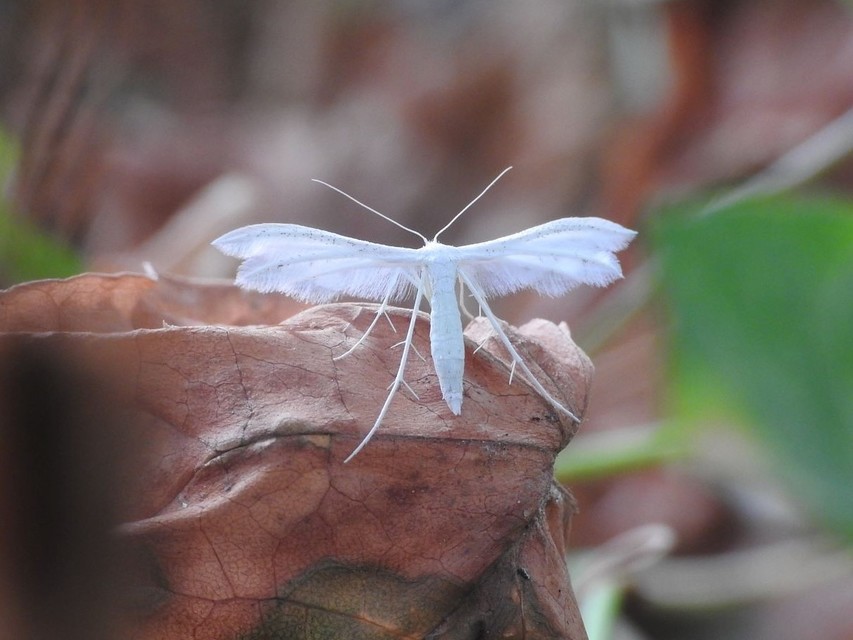 Pterophorus pentadactyla - fehér tollasmoly
