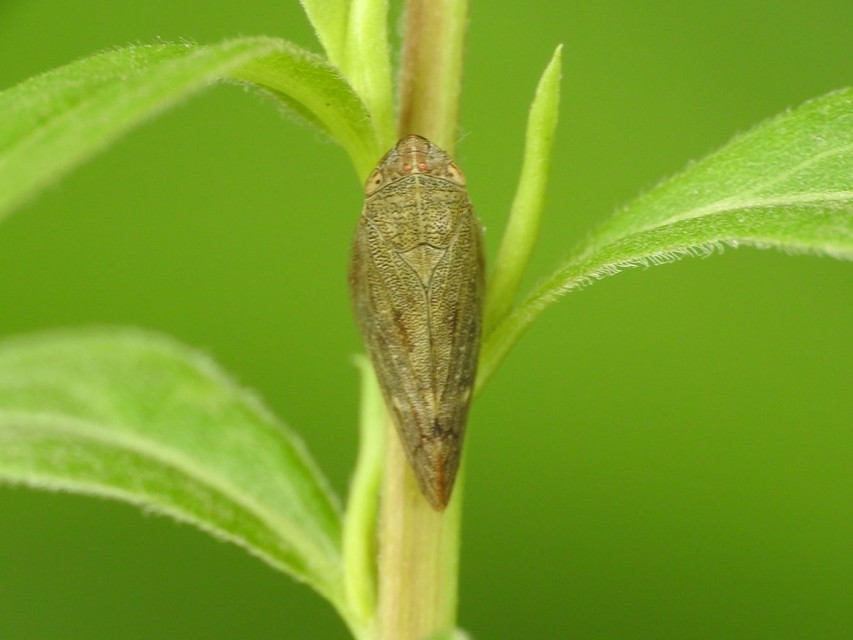 Aphrophora salicina