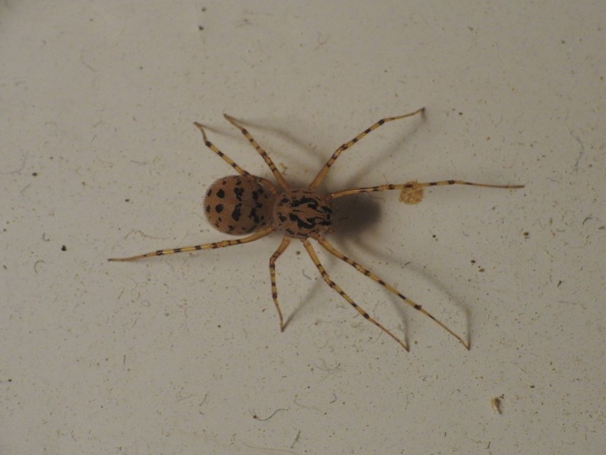 Scytodes thoracica - közönséges csupaszpók