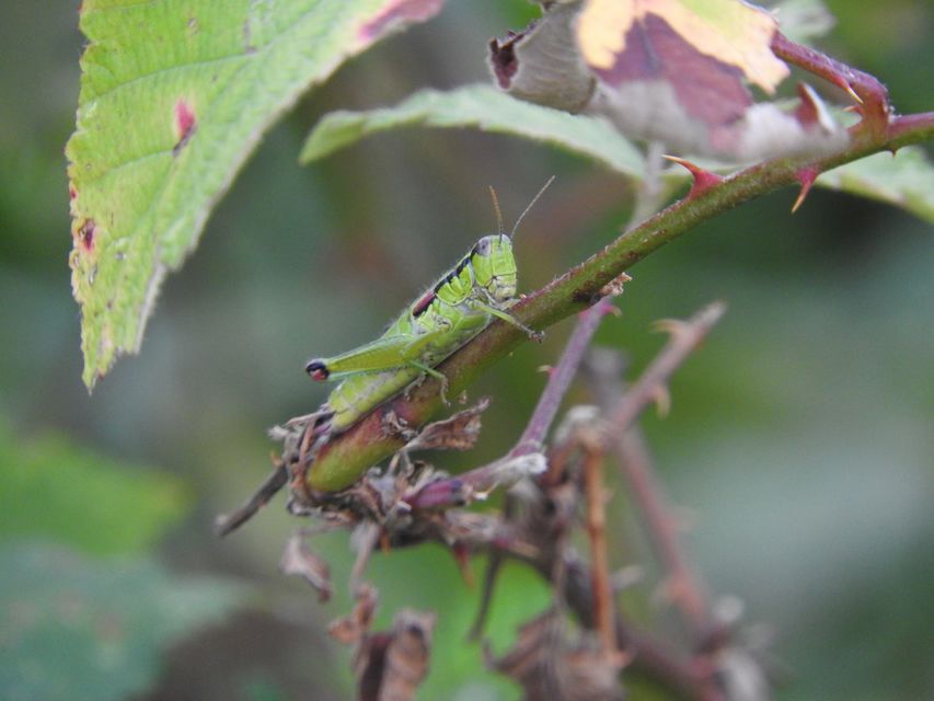 Odontopodisma decipiens - déli hegyisáska