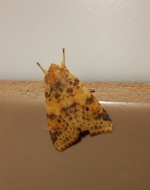 Cirrhia ocellaris - fakó sárgabagoly
