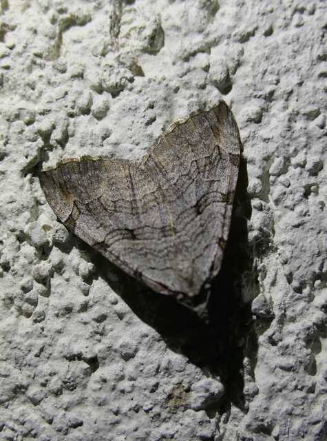Aplocera efformata/plagiata