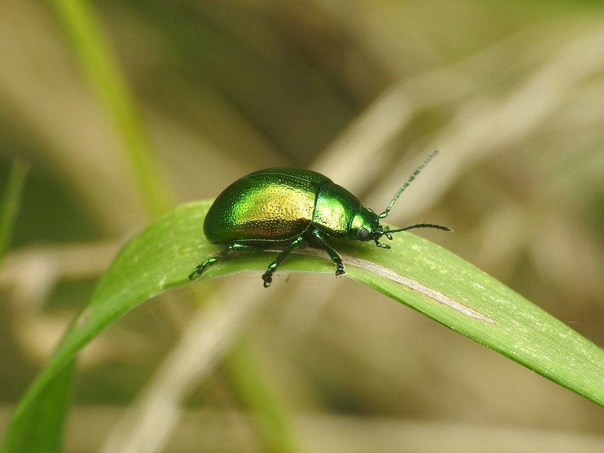 Chrysolina herbacea - zöld mentalevelész