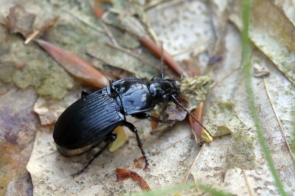 Abax parallelus - karcsú szélesfutó