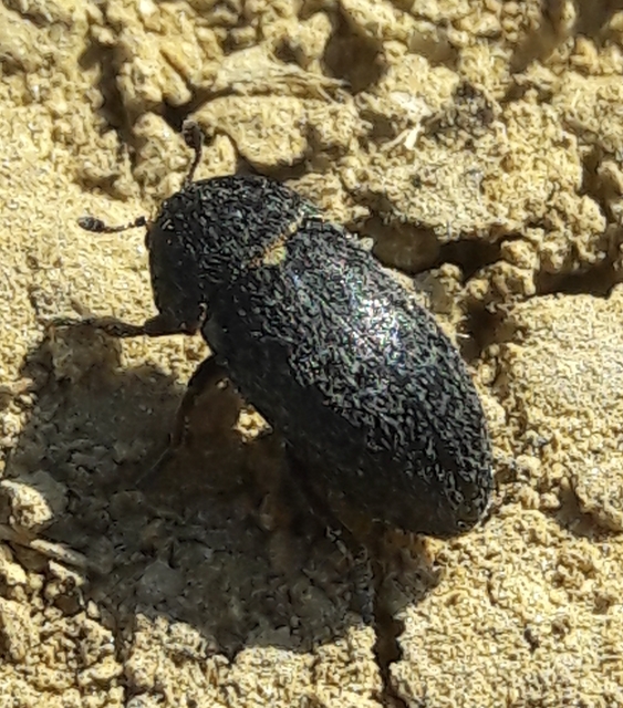 Dermestes laniarius - gyászos porva