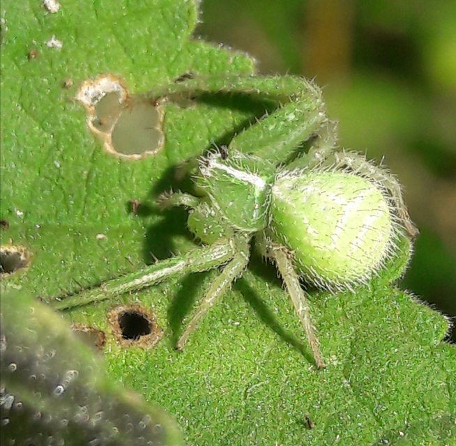 Heriaeus graminicola/hirtus