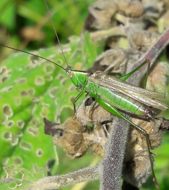 Conocephalus fuscus - kis kúpfejűszöcske